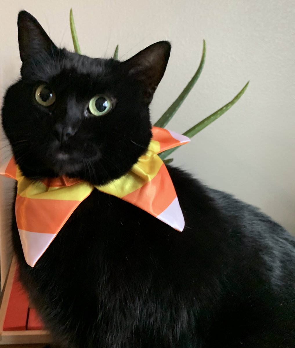 HennigSf's tweet photo. It’s #candycornday! Here’s the only candy corn I like: #Halloween #BlackCats https://t.co/9b9CFm28eF