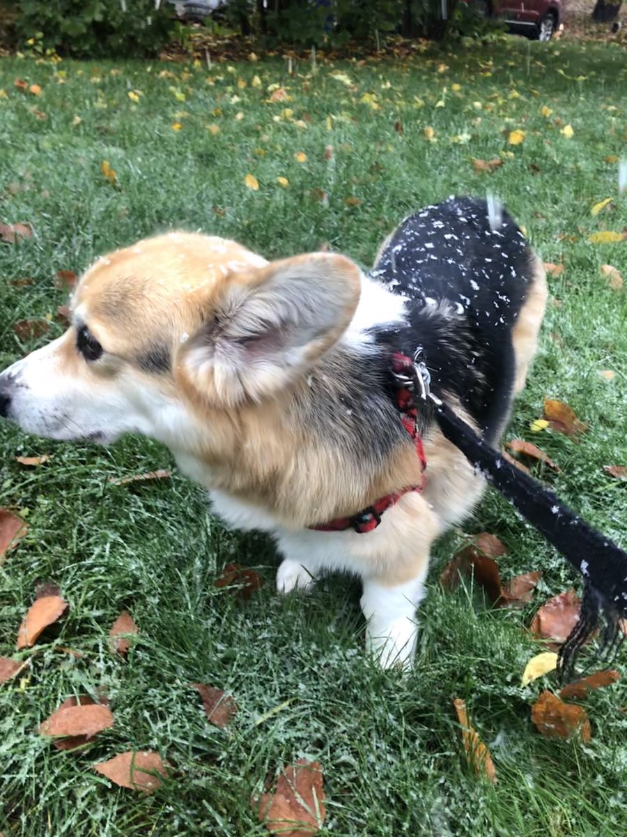 LorinOnTV's tweet image. Ollie is seriously confused 😅❄️ #whatsthis #snowinoctober @Rocco_FNC
