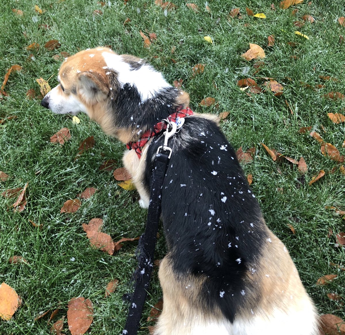 LorinOnTV's tweet image. Ollie is seriously confused 😅❄️ #whatsthis #snowinoctober @Rocco_FNC