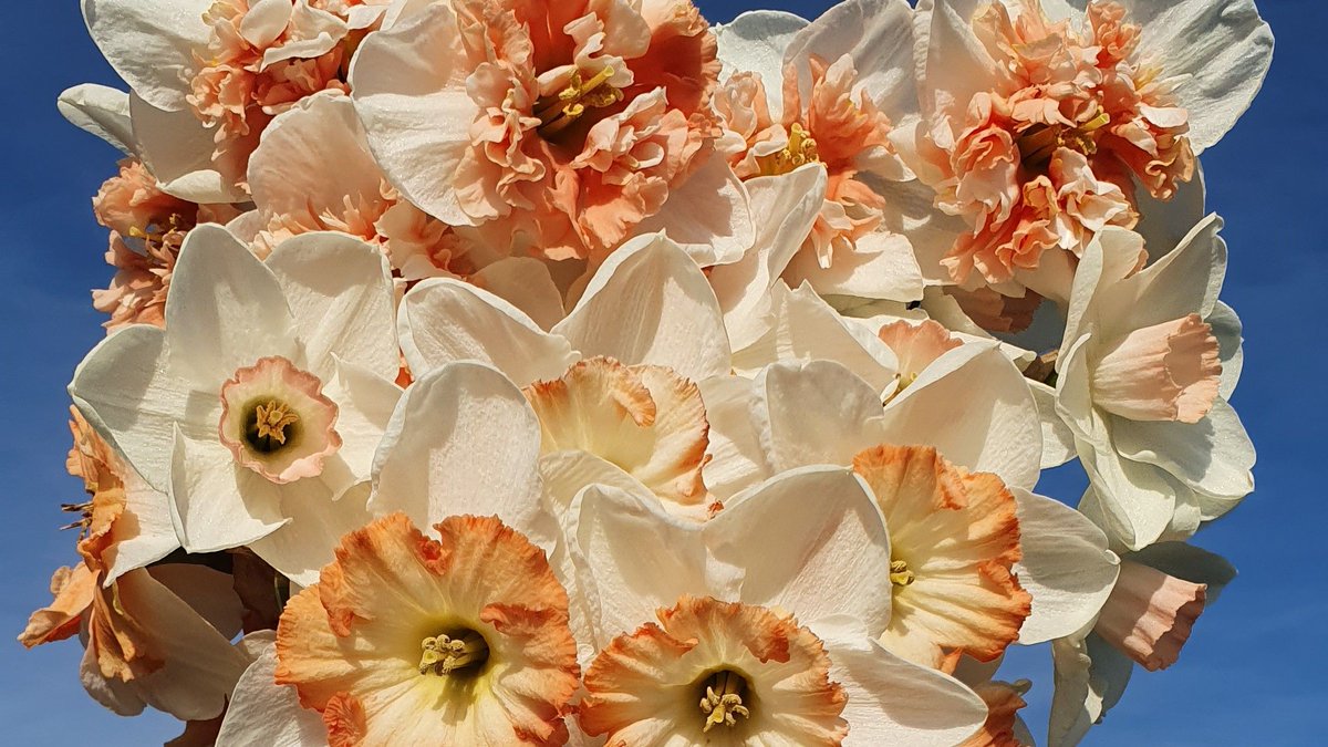 How about planting this pink mix of daffodils in your own garden? We would love to know which spring bulbs you will plant this autumn? #183varieties #springbulbs #daffodils