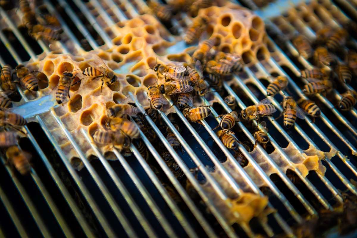 UBScience's tweet photo. Beekeepers led by @UBBiology's David Hoekstra were out prepping hives for winter on @UBuffalo's North Campus this week! 🐝🍯❄️ Learn about the @UbeesB program: https://t.co/wHqAnnOdS4 #bees https://t.co/Rs0CSsRE36