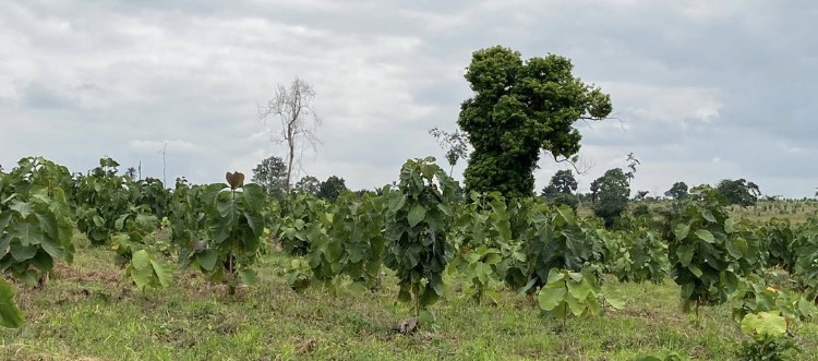 MerePlantations's tweet photo. We make a conscious effort to maintain existing indigenous and native trees during site preparations, leaving mother trees in tact to foster regrowth and assist in nutrient sharing. #biodiversity #mycorrhizalnetwork #symbiosis #BetterwithTrees #AlwaysGrowing #SDGs https://t.co/HUDQ9FDkVq