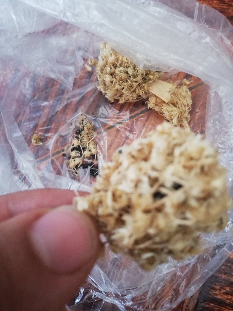 conuquitosenifa's tweet photo. El cebollín puede sembrarse por semilla sexual o vegetal, como se muestra en las fotos. https://t.co/NfmNfq662r