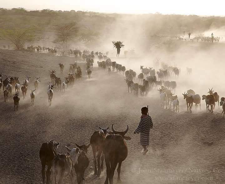 ALeadekei's tweet photo. Goats and cows trekking home after sun set as cloud of dust covers the atmosphere.

They are united back home after long day grazing to have a rest. 

The Nomadic lifestyle is fascinating and inspired many insights about travel and life in general. https://t.co/nNIrT4MndG