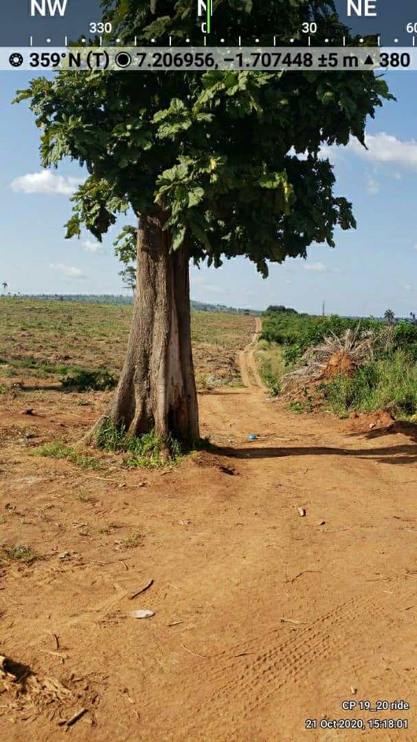 MerePlantations's tweet photo. We make a conscious effort to maintain existing indigenous and native trees during site preparations, leaving mother trees in tact to foster regrowth and assist in nutrient sharing. #biodiversity #mycorrhizalnetwork #symbiosis #BetterwithTrees #AlwaysGrowing #SDGs https://t.co/HUDQ9FDkVq