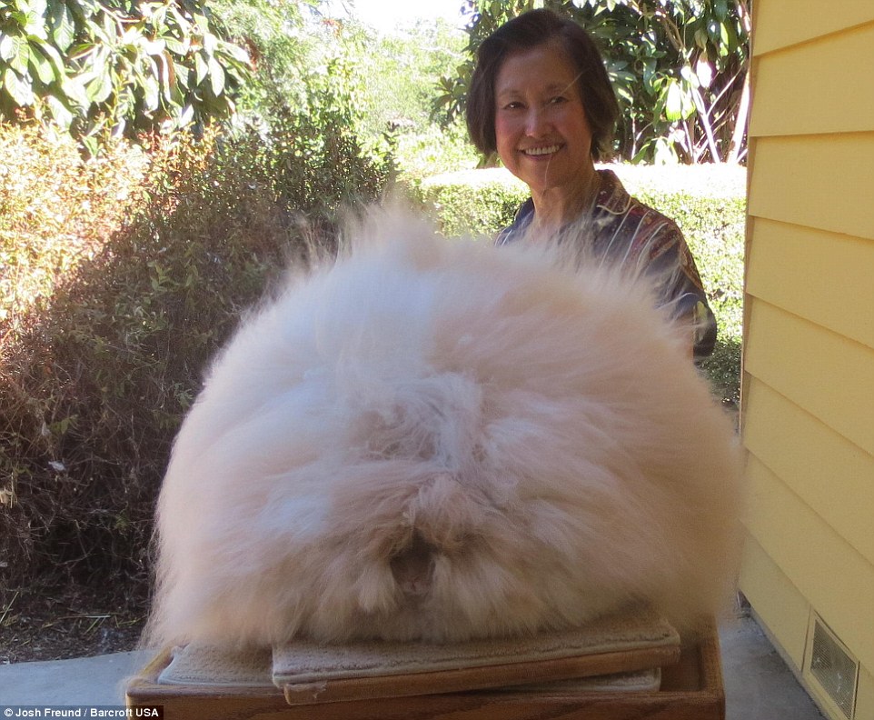 cheddarbunnie's tweet photo. https://t.co/UX6Vqw4e6b