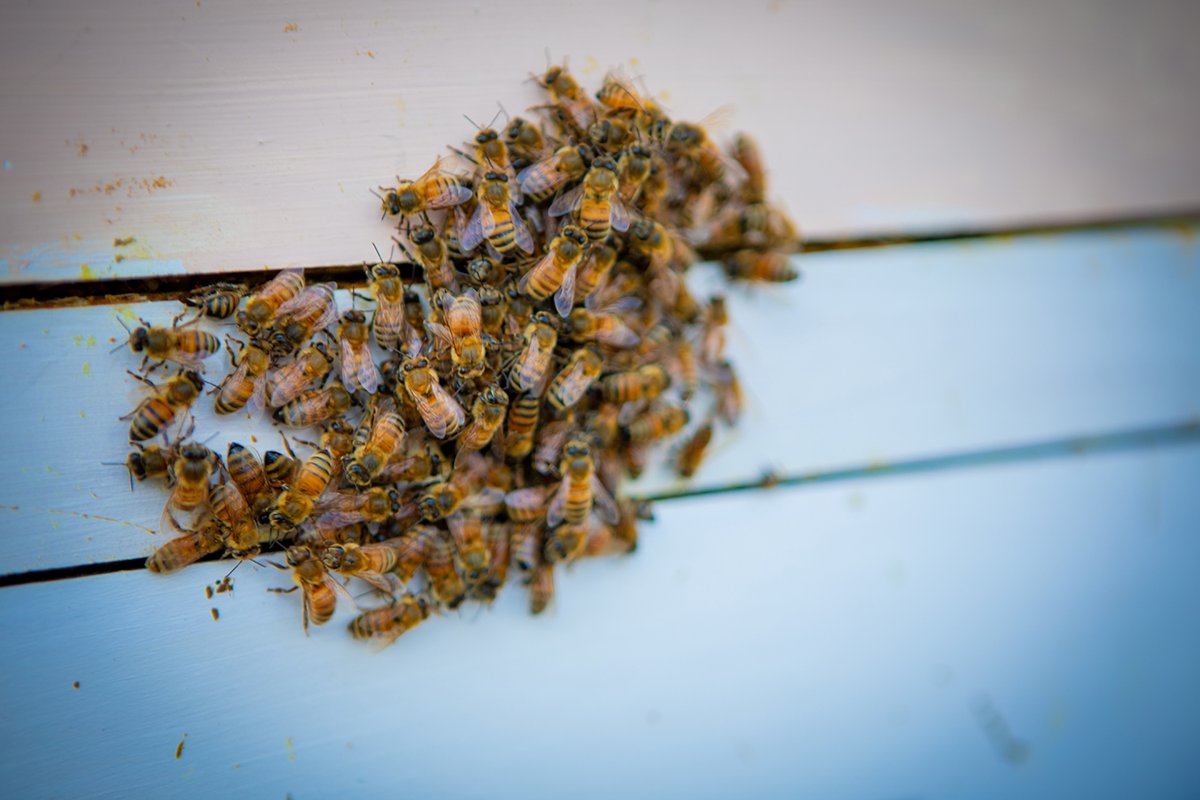 UBScience's tweet photo. Winterizing the hives involves installing mouse guards, wrapping the bee boxes with insulation and adding pine chips to control moisture and temperature. 🐝🍯❄️ In addition to Hoekstra, we had @UBuffalo and @buffalostate students helping out. https://t.co/BobHvAotoY