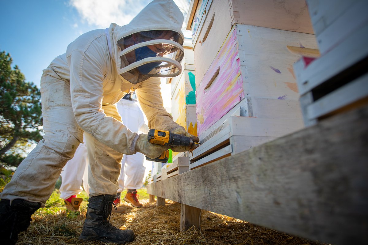 UBScience's tweet photo. Winterizing the hives involves installing mouse guards, wrapping the bee boxes with insulation and adding pine chips to control moisture and temperature. 🐝🍯❄️ In addition to Hoekstra, we had @UBuffalo and @buffalostate students helping out. https://t.co/BobHvAotoY