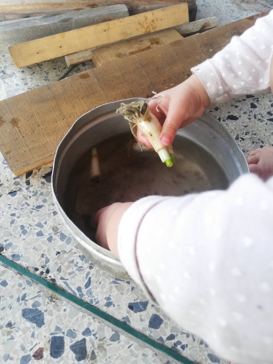 conuquitosenifa's tweet photo. Se pueden dejar por más tiempo antes de sembrarlas, cambiándoles el agua cada 2 días para que no se dañen. Por eso también es importante quitar el exceso de raíces, pues la planta desarrollará brotes nuevos https://t.co/D65kFCOEkS