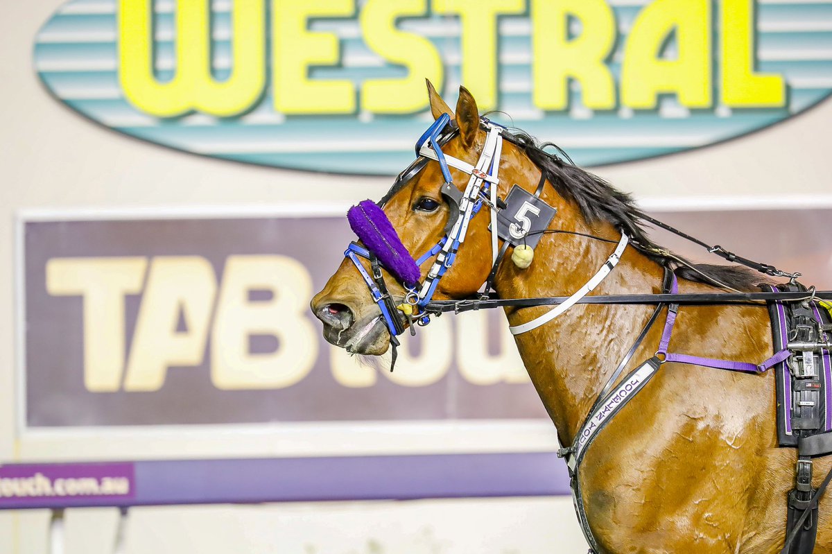 RacingWAHarness's tweet photo. Warriors Legacy wins the final race of the night from @GloucesterPark at big odds...

#WAHarness | 📸: @_HamiltonCC https://t.co/396IaA3Bel
