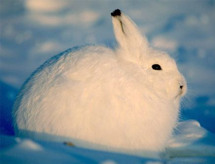 RabbitEveryHour's tweet photo. https://t.co/lnpnXcRNPq