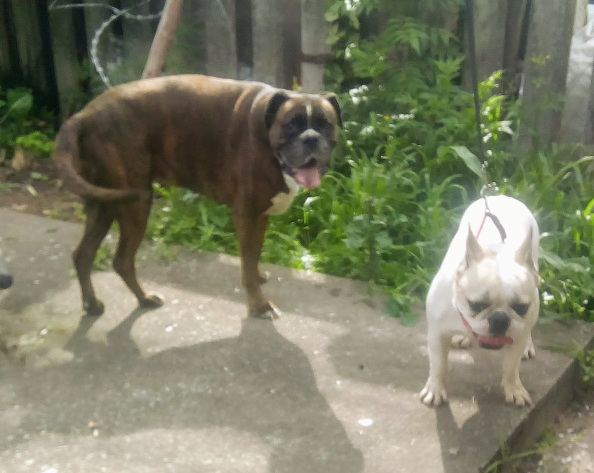 MichaelBorgBraz's tweet photo. ๐ธ๐ช Jag och Dominique busar och pussas i parken! ๐
๐ฌ๐ง Dominique and I are playing and kissing in the park! ๐
/Doris
#boxer
#boxers
#boxerdog
#boxerdogs
#boxerlover
#boxerlovers
#boxerfanclub
#boxerbond
#boxerbonds https://t.co/RwY3jDQBEo