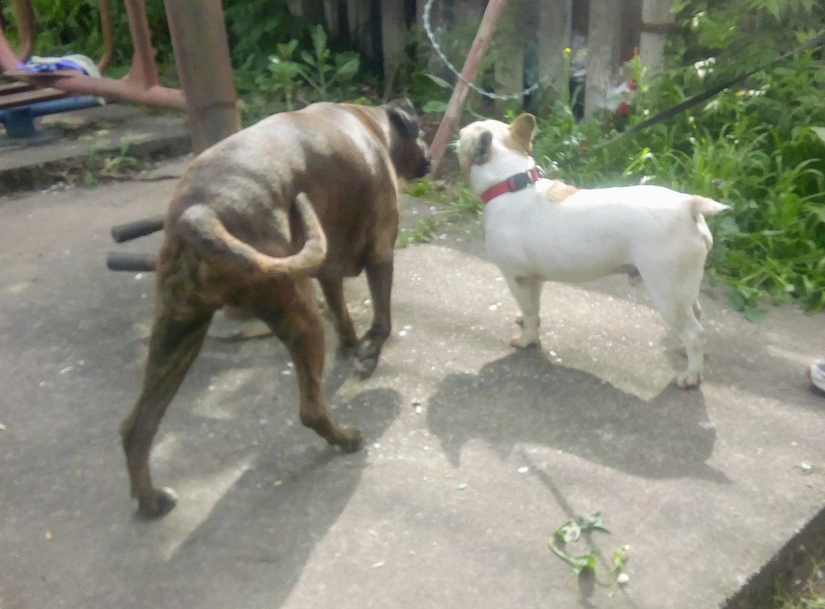 MichaelBorgBraz's tweet photo. ๐ธ๐ช Jag och Dominique busar och pussas i parken! ๐
๐ฌ๐ง Dominique and I are playing and kissing in the park! ๐
/Doris
#boxer
#boxers
#boxerdog
#boxerdogs
#boxerlover
#boxerlovers
#boxerfanclub
#boxerbond
#boxerbonds https://t.co/RwY3jDQBEo