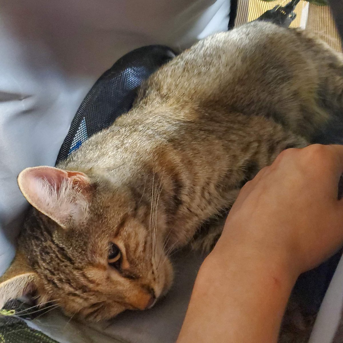 SiouxlandPets's tweet photo. Missing check the Facebook post for more details https://t.co/rzu3WfqG6p https://t.co/gTRWNLvGXw