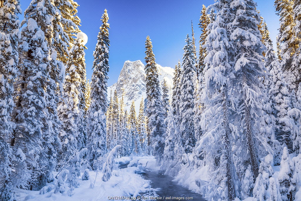 awlimages's tweet photo. Daily Inspiration: Mt. Burgess &amp; Snow-covered Pine Trees, Yoho National Park, British Columbia, Canada by Tom Mackie/ AWL Images. 

https://t.co/poJIYYnJTw
------------⁠
⁠
#awlimages #travelphotography #stockphotography  #Canada #britishcolumbia #yohonationalpark #snow #winter https://t.co/2Eae0SKmX7