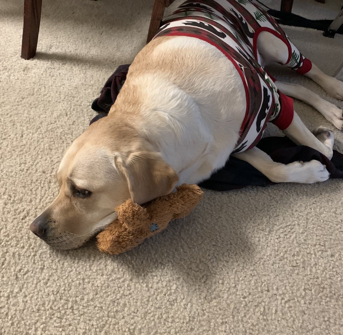 MasterAndrews4B's tweet photo. Best part of distance learning: Lily gets to celebrate in our Pom Pom rewards!! She has her bear and my flannel for extra comfort 😂 https://t.co/w3Fuv5UllA