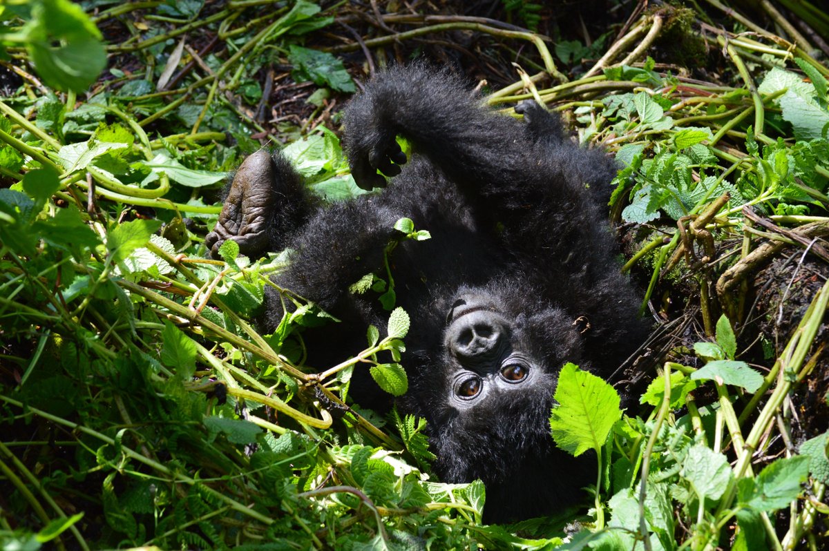 SavingGorillas's tweet photo. You say Friday, we say Fri-YAY It’s the weekend! https://t.co/5TixunDZpJ