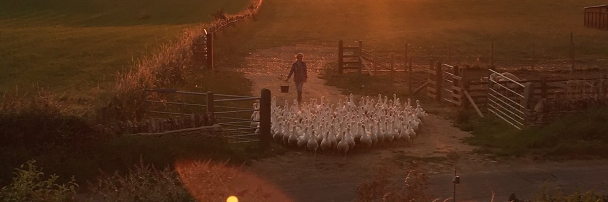 We know it's still a little way away, but here at Fairspear we are starting to get ready for the festive season! If you're thinking ahead to Christmas, get in touch to find out more about our outdoor reared Geese, Bronze Turkeys, sausages and all the veg you could need.🦃🥔🥕
