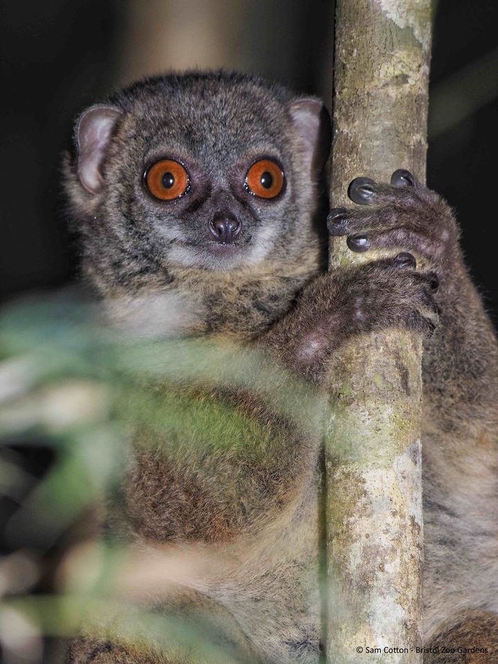 Lemur Association tweet media