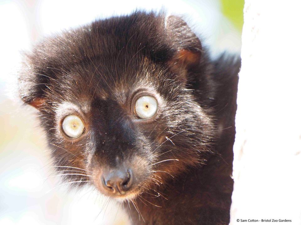 Lemur Association tweet media