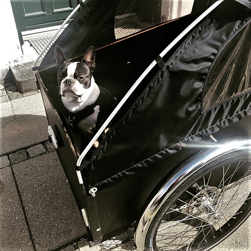 christianiauk's tweet photo. Eddie, the Boston Terrier, enjoys the ride https://t.co/lgrNwKstI0