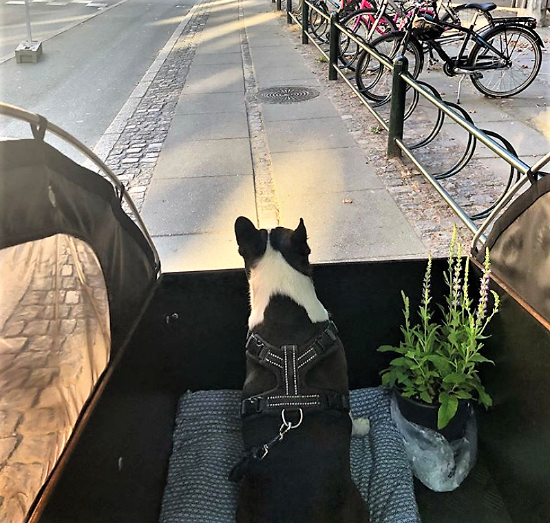 christianiauk's tweet photo. Eddie, the Boston Terrier, enjoys the ride https://t.co/lgrNwKstI0