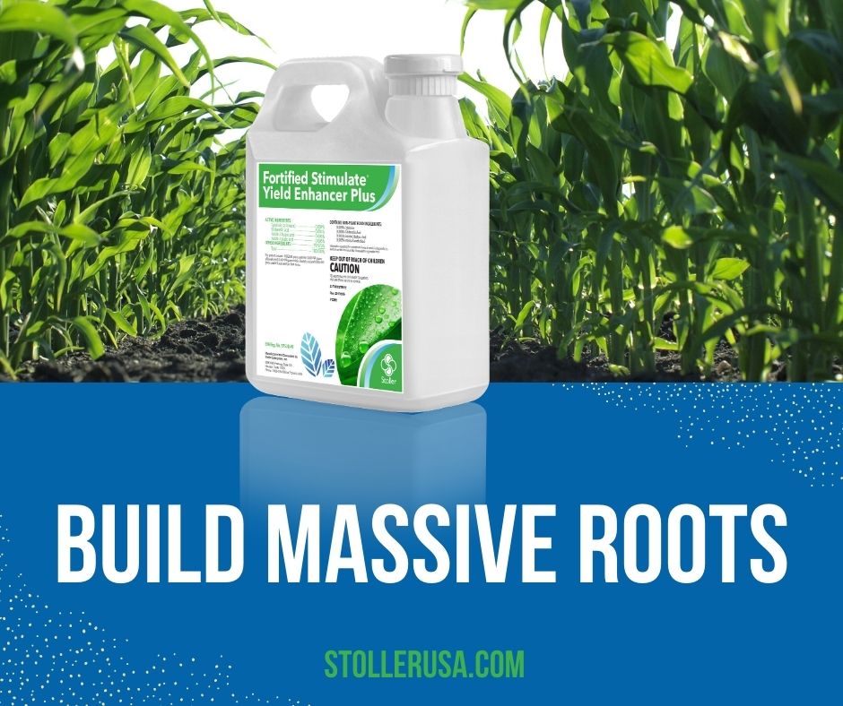 StollerUSA's tweet photo. Fortified Stimulate Yield Enhancer Plus builds massive roots early in the season when applied as a seed treatment or in-furrow.

Learn more here: https://t.co/Vo9eHPfrMS https://t.co/uYw8vhWeIj