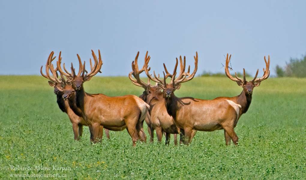 KarpanParkland's tweet photo. You never know what you might find while wandering @Saskatchewan backroads. One time we came across 7 bull elk, all sporting magnificent antlers, near #LakeDiefenbaker. #ExploreSask #ExploreCanada #PrairiesNorth #meanwhileinsask #ThePhotoHour #lakedief https://t.co/N8AeAUnH20