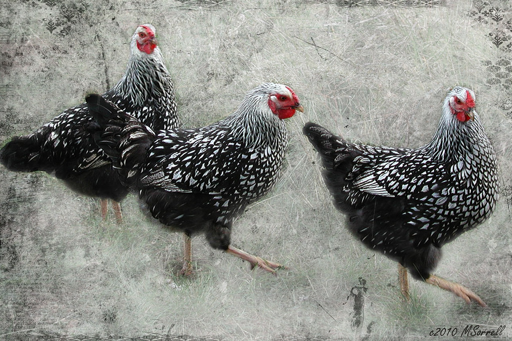 It's another "chasing chicken $5 Friday" for me. The challenge, of course, is screwing up my courage to shop IRL. With so many disabilities already, #COVID19 has almost capped my ability to go to a store. Yes, I'm chicken, chicken, chicken! #anxious #introvert https://t.co/U6MJu3T7xa