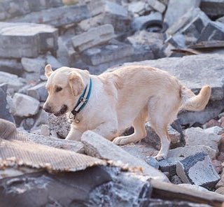 ELEchoqueM's tweet photo. #DeUltimo|#AHORA|Algunos canes empiezan la búsqueda de sobrevivientes en el #Sismo de #Turquia. 

Al menos 6 edificios se derrumbaron.
Hay 4 fallecidos y 120 heridos. 

"Los más genuinos y de corazón puro ayudando en esta catástrofe #tsunami #Terremoto #Turquia",dicen internautas https://t.co/YHIk9ItUoK
