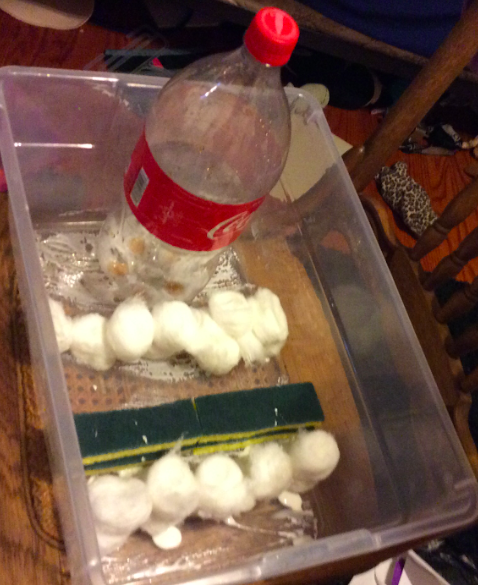 Miss Papa tweet media