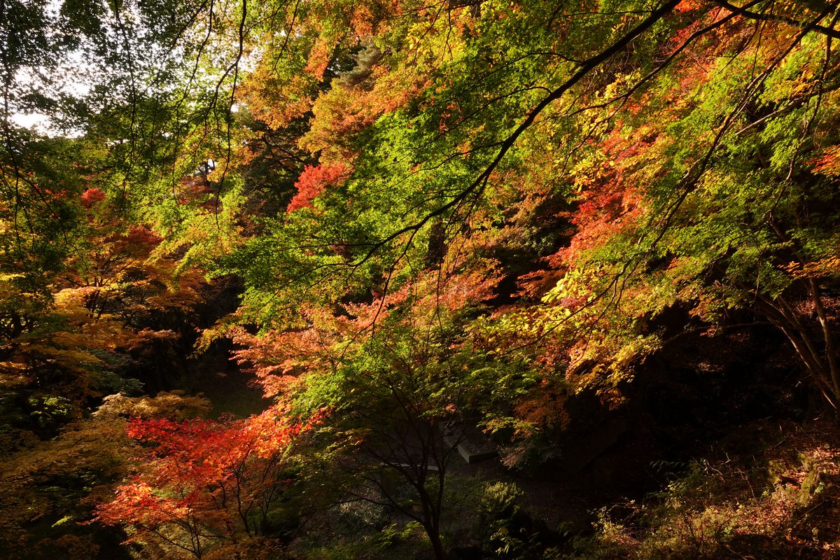 nob's tweet photo. 諏訪市上諏訪唐沢山の阿弥陀寺。
鐘楼付近の紅葉が見事。赤、黄、橙、緑と色とりどり。 https://t.co/VtFcw5Pj17
