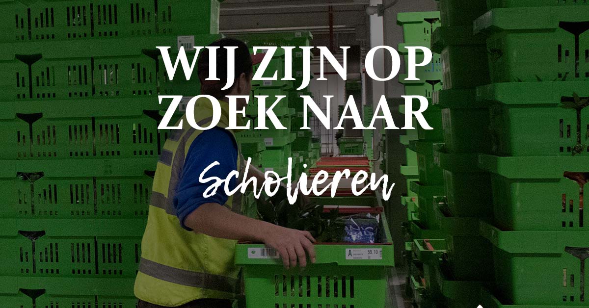 wkheyl's tweet photo. Ben je naast je studie op zoek naar een leuke bijbaan? Dan ben je bij ons meer dan welkom! 💚

Klik op de link voor meer informatie, we kijken uit naar je reactie!

https://t.co/Y9pKdQdmAf

#jobs #bloemen #bijbaan #scholieren #medewerker #snijbloemen #Heyl #werkenbijheyl https://t.co/CaBmNe4QRx
