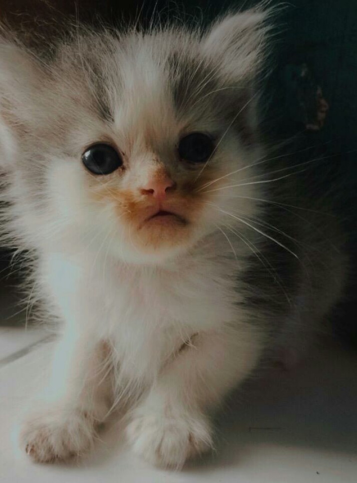 rbndwp's tweet image. Yatim piatu