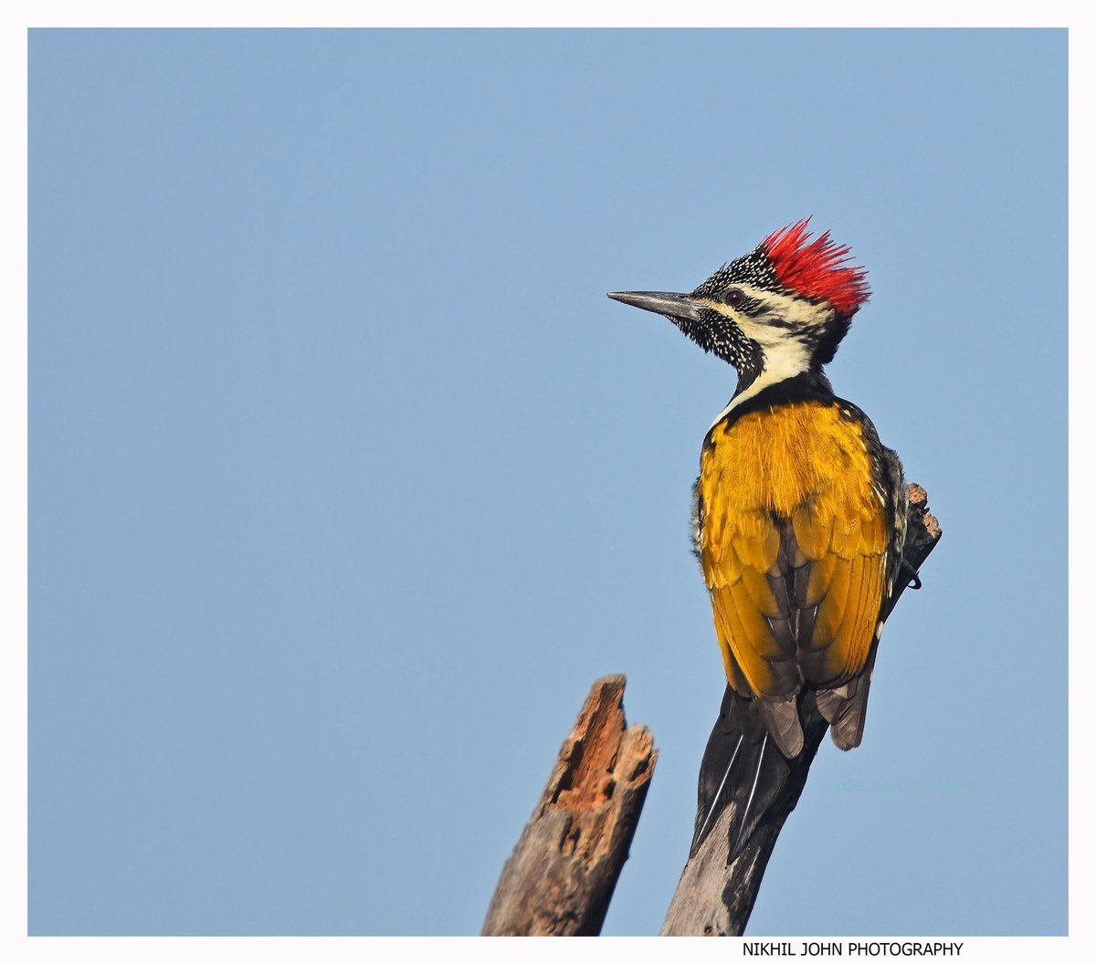 nikhilcjohn's tweet photo. Black-rumped Flameback also known as the Lesser golden-backed woodpecker showing off its flames! 🐦#woodpecker #blackrumpedflameback #lessergoldenback #colourful @Avibase @IndiAves @mharshaips @vivek4wild @goldsant @pnkjshm @rdrakesh @Bhrigzz @pnkjshm https://t.co/7BkSafV90m