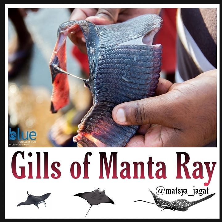MatsyaJ's tweet photo. Gills of manta ray..
#matsyajagat https://t.co/GsHa8THZxU