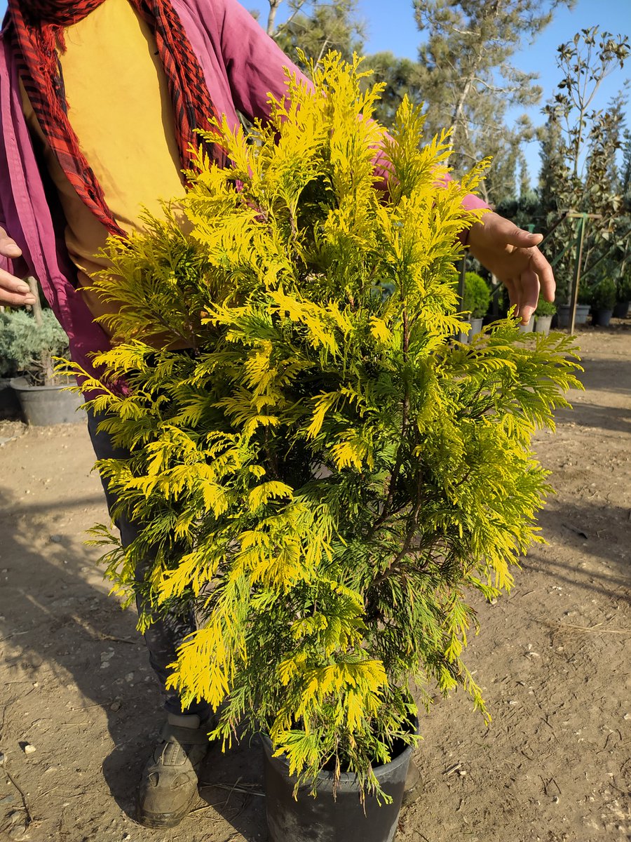 Batı mazısı
Bilimsel adı: Thuja occidentalis
Tel: 0 324 454 0442
Cep Tel: 0532 721 4211
#mersin #Turkey #fıdan #flowers #gül #ağaçlar #bahçe #سعودية #سوريا #تونس #تصدير #تركيا #امارات #كويت #قطر #عراق #شجر #الاردن #ليبيا #جزائر #مغرب #ورد