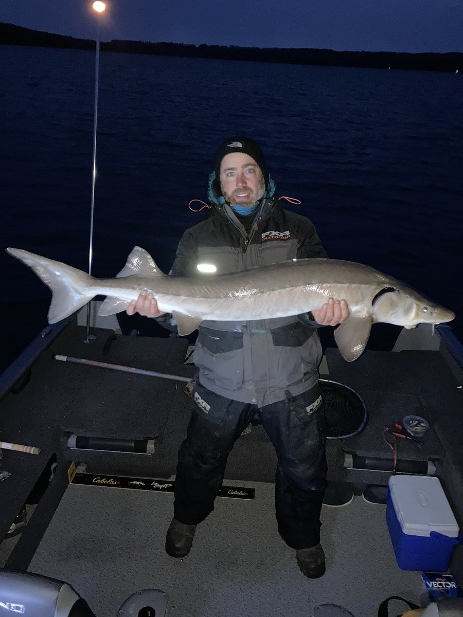 JustinBouvier's tweet photo. The big walleye have eluded me this fall but I did luck into another sturgeon! Still time before the ice is here! https://t.co/4xVtOYP3RO