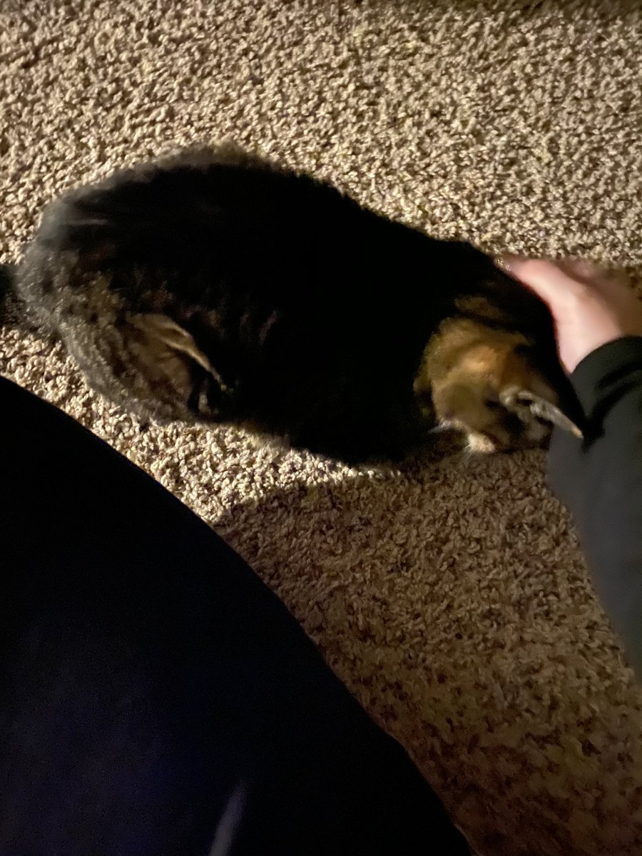 CassTThompson's tweet photo. Late post! My workout buddy is back! Yoga for abs today! Happy Friday y’all! #WorkoutKitty https://t.co/6e1R5yWeL0