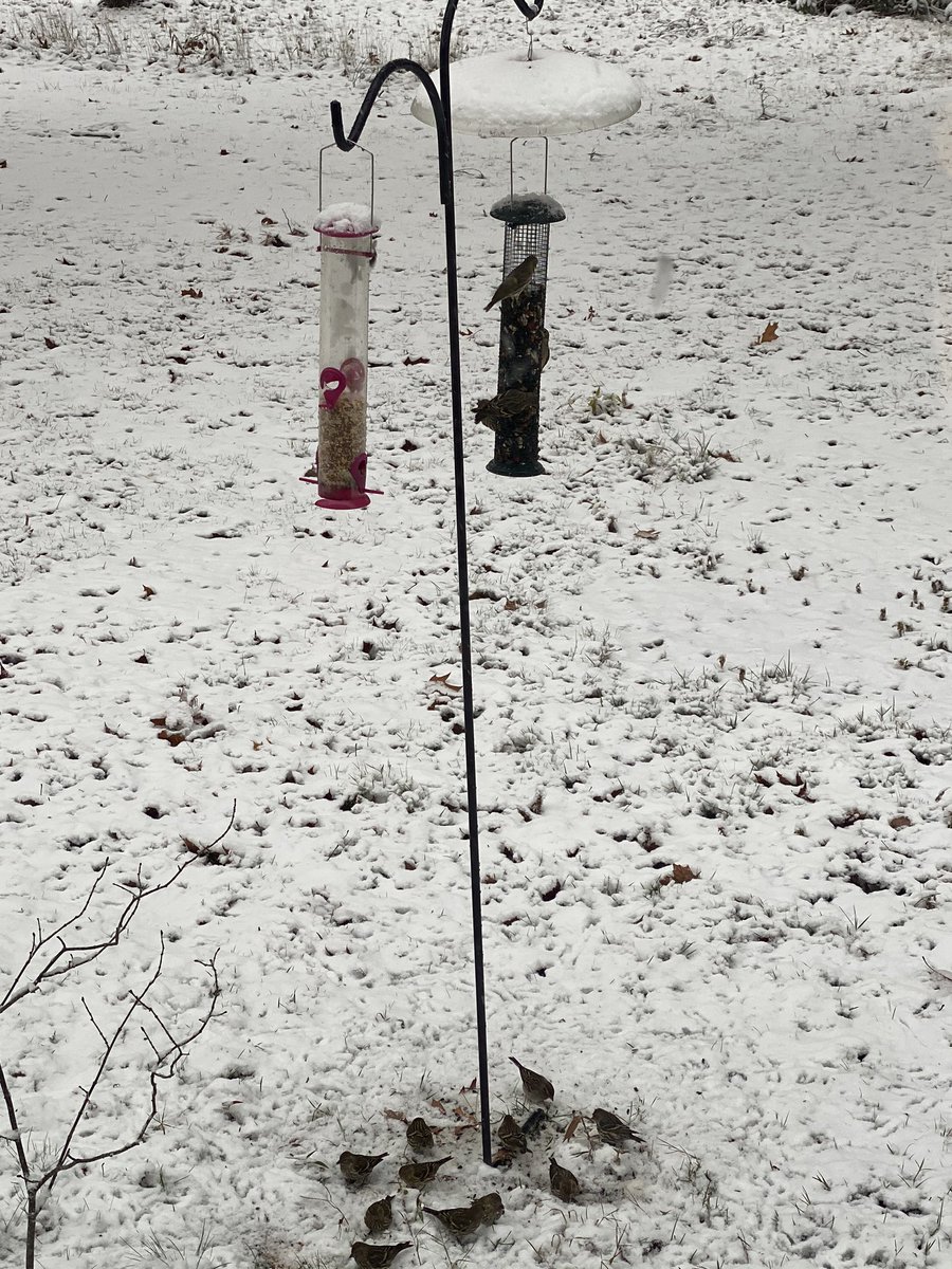 susanaelse's tweet photo. My bird feeders are popular this morning!! Fall warblers, titmice, nuthatches, purple finches, chickadees, cardinals, hairy &amp; downy woodpeckers -oh my! Made my remote teaching interesting. #HDHSPride https://t.co/djo4v3KjEl