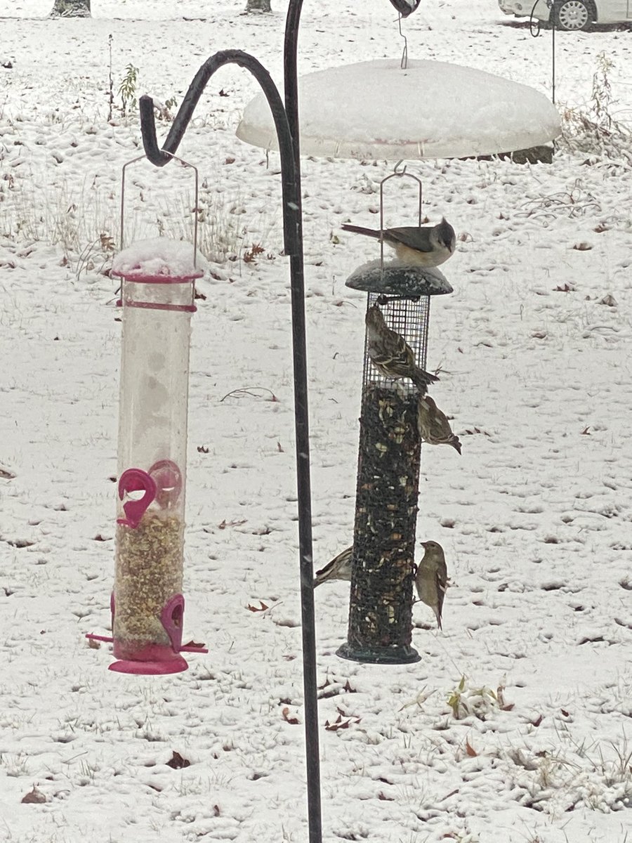 susanaelse's tweet photo. My bird feeders are popular this morning!! Fall warblers, titmice, nuthatches, purple finches, chickadees, cardinals, hairy &amp; downy woodpeckers -oh my! Made my remote teaching interesting. #HDHSPride https://t.co/djo4v3KjEl