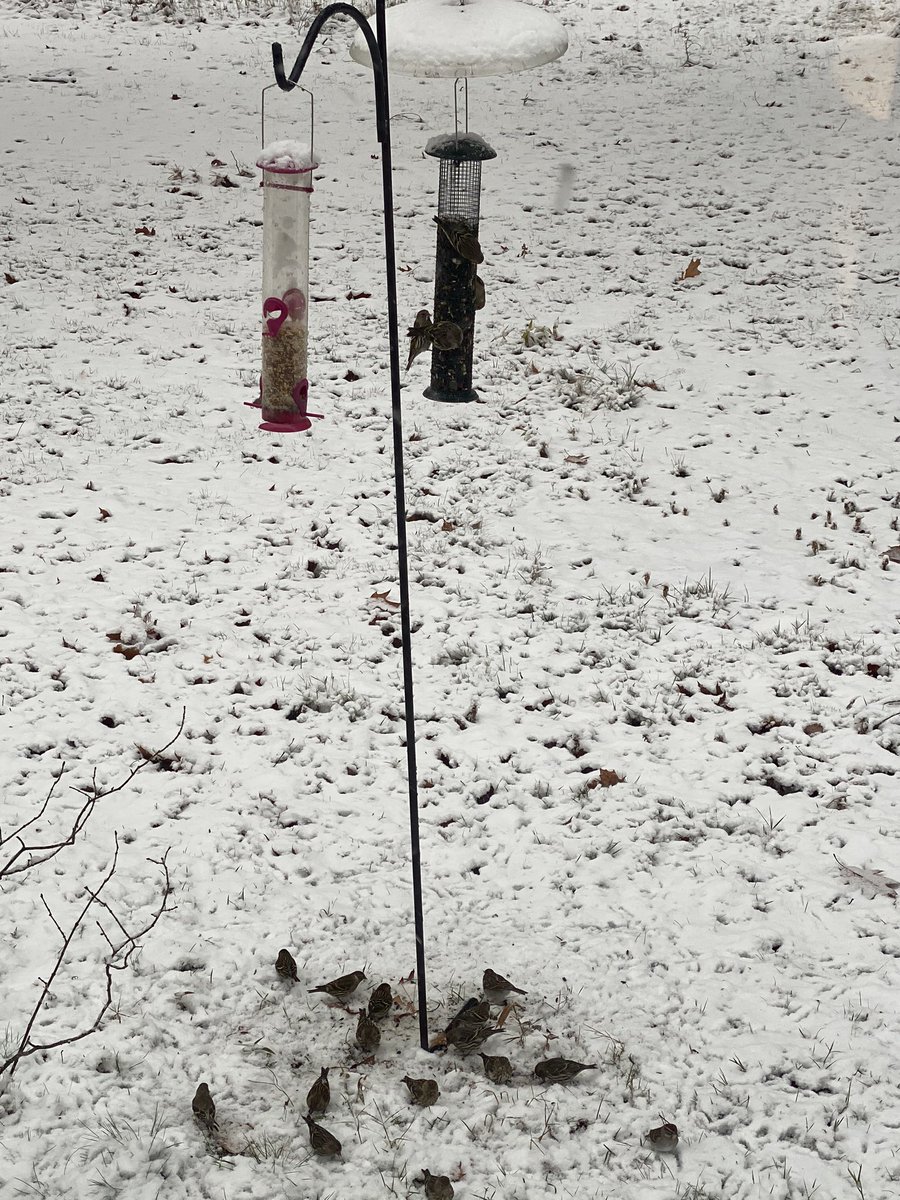 susanaelse's tweet photo. My bird feeders are popular this morning!! Fall warblers, titmice, nuthatches, purple finches, chickadees, cardinals, hairy &amp; downy woodpeckers -oh my! Made my remote teaching interesting. #HDHSPride https://t.co/djo4v3KjEl