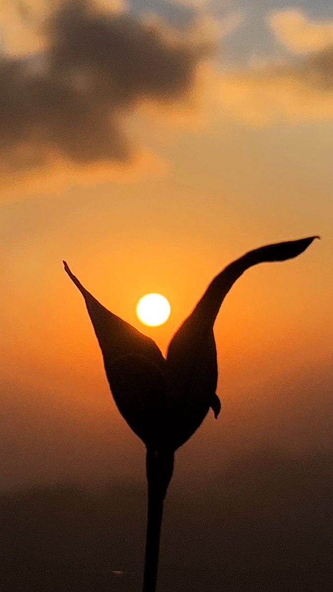 tarad501's tweet photo. جمال الغروب من الحدب' #لقطات_ايفونيه ✨🏄🏻‍♂️. https://t.co/n0UkVorVlO