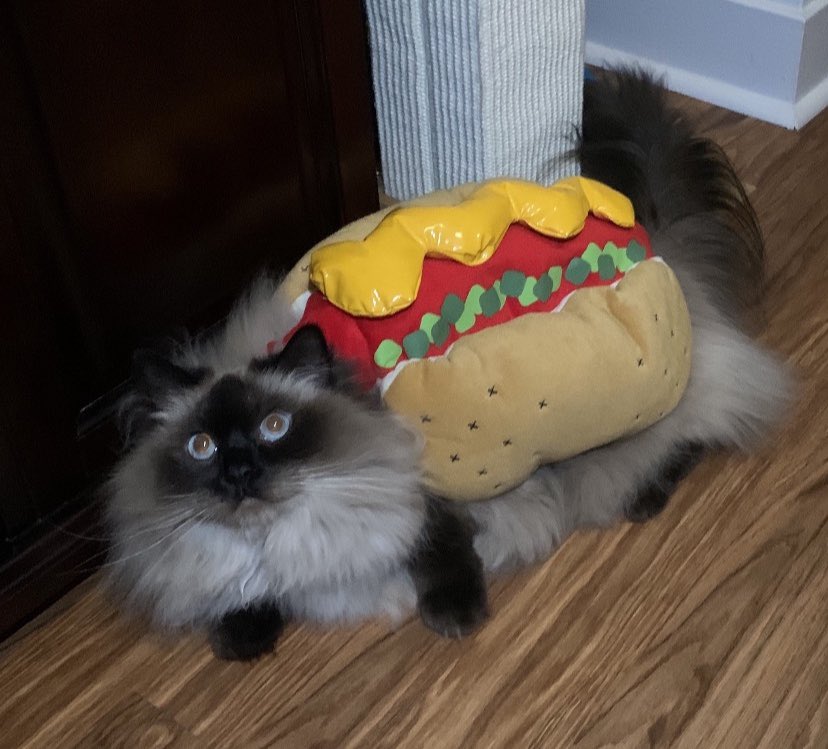 ShayA_WREG3's tweet photo. Happy Friday and early Halloween from a hotdog wrapped around a spooky cool cat!! 🌭 😺👻🎃 @3onyourside https://t.co/ZlXrdcVZdy