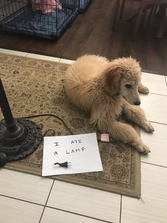 Facebook reader Lynne sent us this wonderfully hilarious picture of her pup, Autumn. Maybe she knew that it gets darker during daylight savings? #dogshaming dogshaming.com/2020/10/i-love…