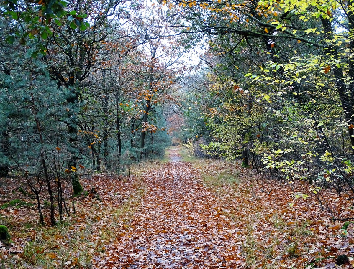 Wandeling rond 'De Boshut' <a href="/DeMaashorst/">Bezoek de Maashorst</a> 6 km 🚶🚶‍♀️