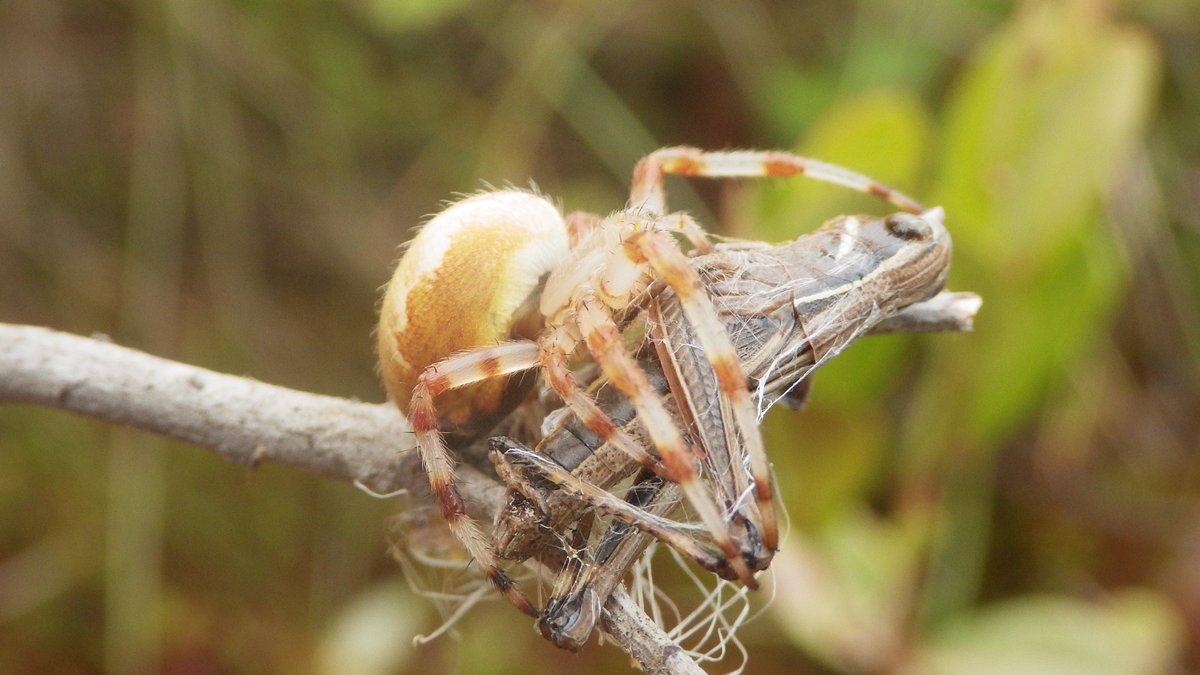 Tasha-Leigh Gauthier tweet media