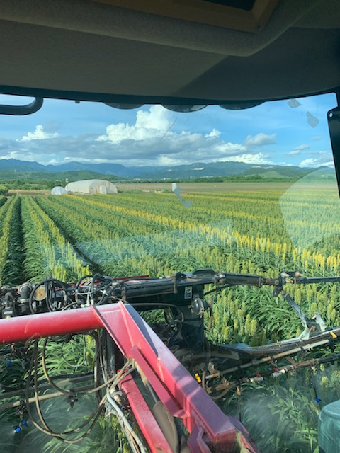 IllinoisCrop's tweet photo. Sorghum hybrid seed production in Puerto Rico. We had an early start this year. Plenty of room in cycle 2 for your crop this winter! #PuertoRico #winterfarm #seedproduction https://t.co/KFOBqsf6LZ