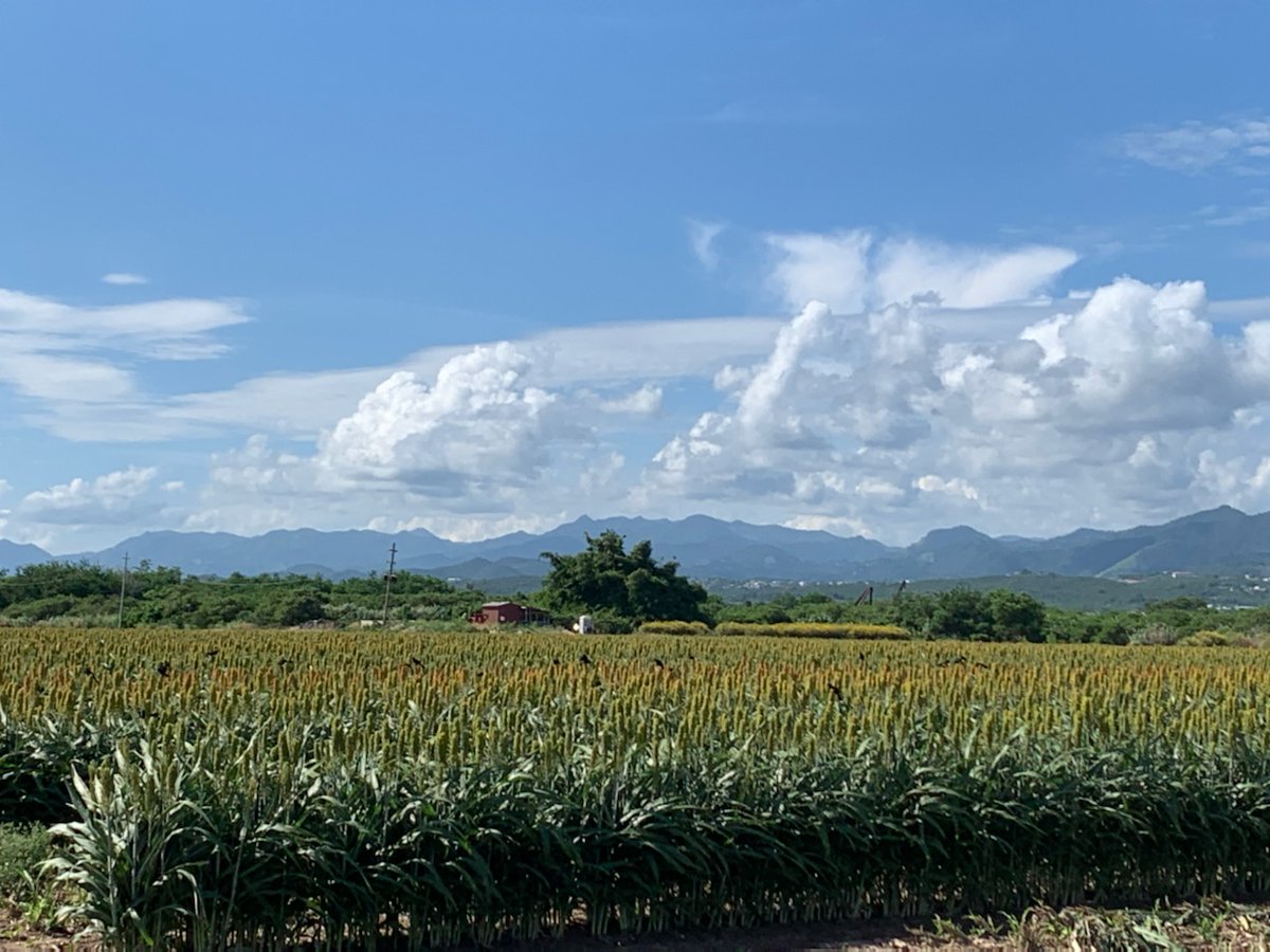 IllinoisCrop's tweet photo. Sorghum hybrid seed production in Puerto Rico. We had an early start this year. Plenty of room in cycle 2 for your crop this winter! #PuertoRico #winterfarm #seedproduction https://t.co/KFOBqsf6LZ