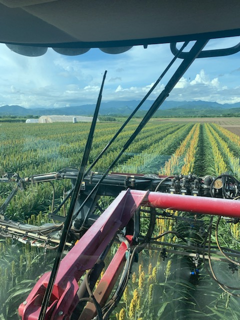 IllinoisCrop's tweet photo. Sorghum hybrid seed production in Puerto Rico. We had an early start this year. Plenty of room in cycle 2 for your crop this winter! #PuertoRico #winterfarm #seedproduction https://t.co/KFOBqsf6LZ